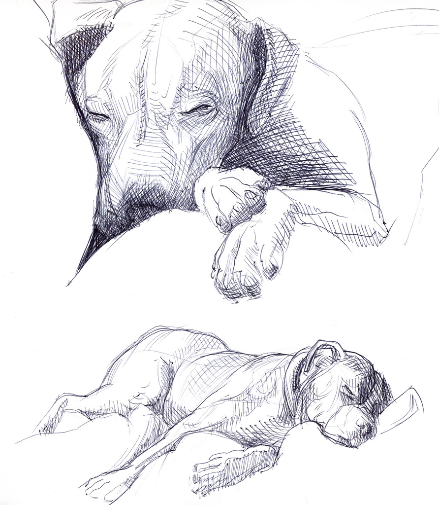 892x1024 Dogs - Sleeping Dog Sketch