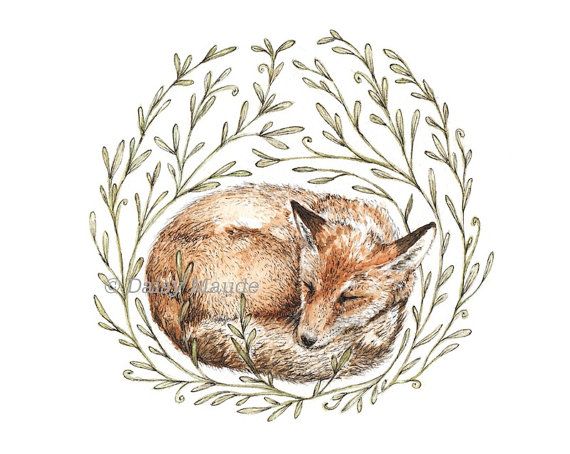 570x454 Little Sleeping Fox - Sleeping Fox Sketch