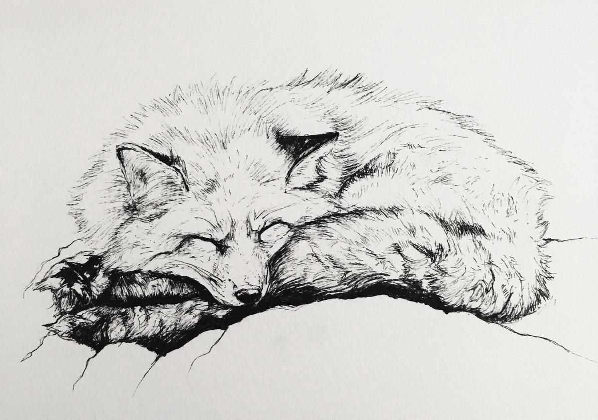 Sleeping Fox Sketch at PaintingValley.com | Explore collection of