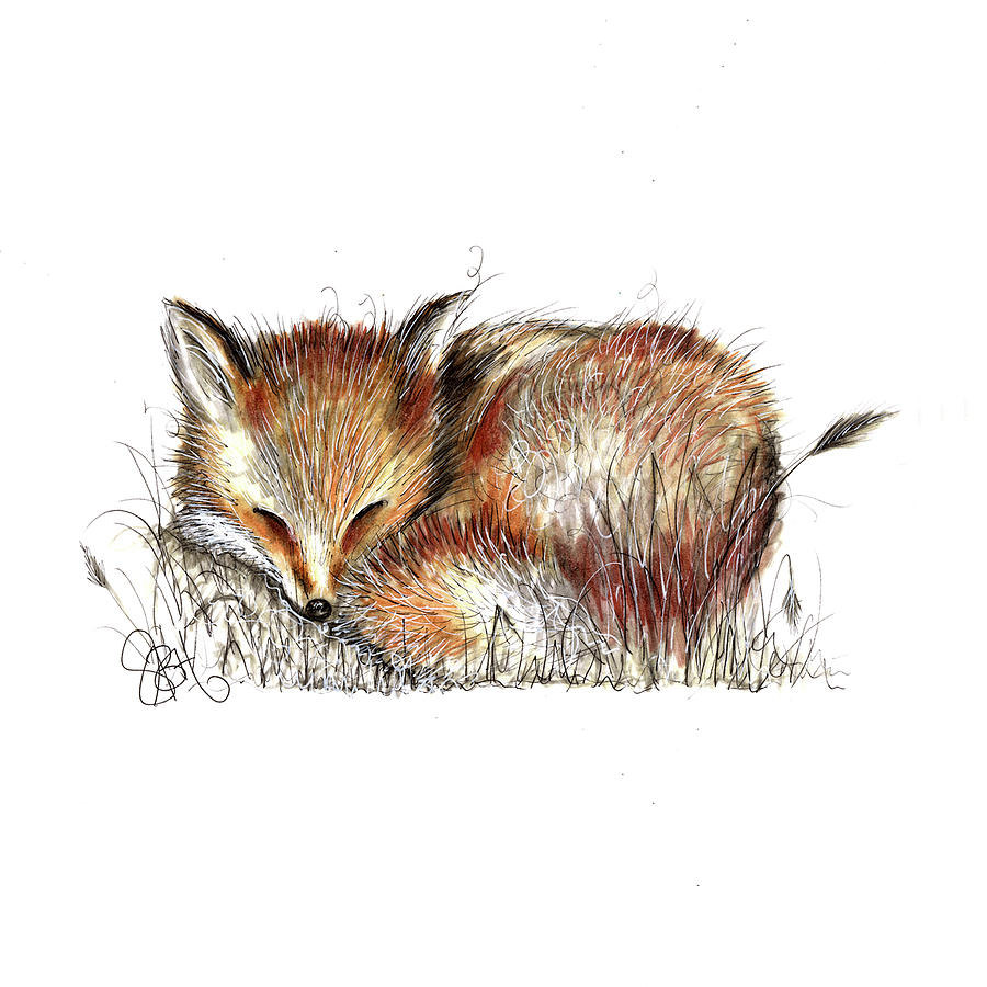 Sleeping Fox Sketch at Explore collection of