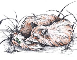 300x236 Sleeping Fox Paintings Fine Art America - Sleeping Fox Sketch