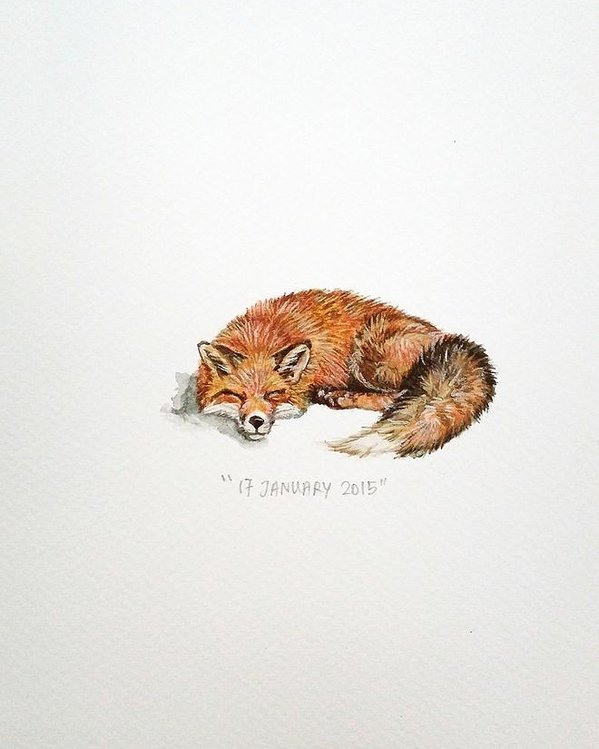 599x749 Sleeping Fox Poster By Venie Tee - Sleeping Fox Sketch