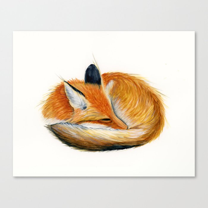 Sleeping Fox Sketch at Explore collection of