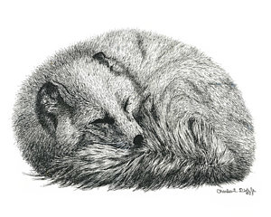 300x240 Sleeping White Fox Drawing By Charles L Dietz Jr - Sleeping Fox Sketch