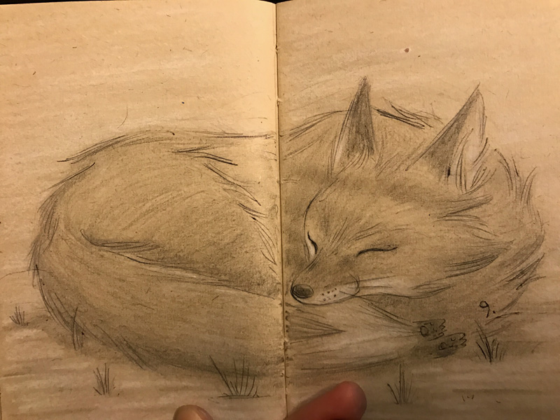 800x600 Sleeping Fox Sketch - Sleeping Fox Sketch