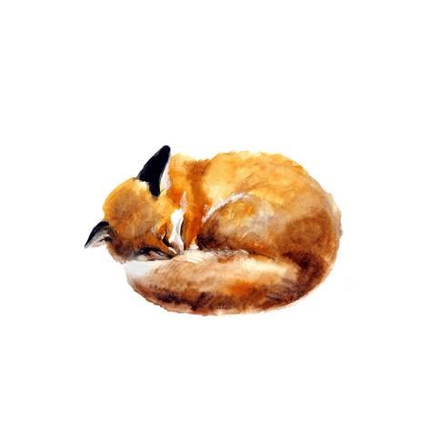 473x473 Watercolor Illustration Of A Sleeping Fox On The White Background - Sleeping Fox Sketch