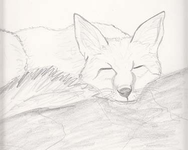 375x299 The Fine Art And Ramblings Of Lisa Isabella Russo Sleeping Fox - Sleeping Fox Sketch
