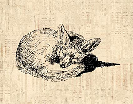 425x334 Adorable Sleeping Fox Vintage Wall Art Fox Print Cute - Sleeping Fox Sketch