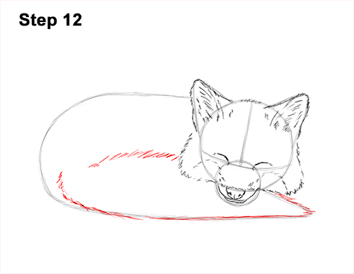 500x386 How To Draw A Fox (Sleeping) Video Amp Step By Step Pictures - Sleeping Fox Sketch
