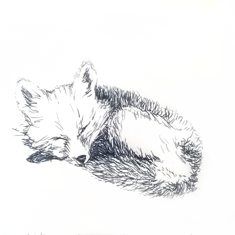 Sleeping Fox Sketch at PaintingValley.com | Explore collection of