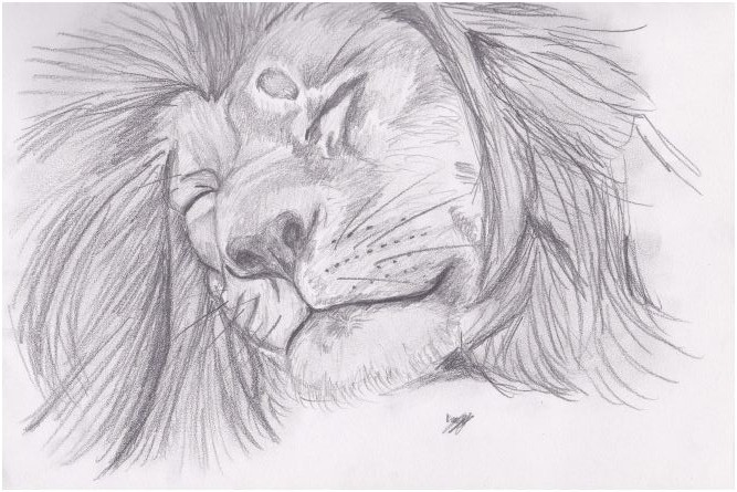 667x445 Lion Sleeping Sketch By Kezzie96 - Sleeping Lion Sketch