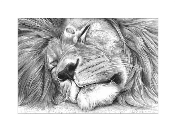 600x450 Lion Drawing - Sleeping Lion Sketch