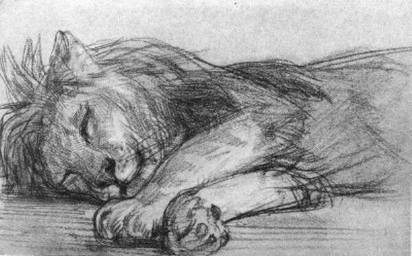 600x373 Pin By Smiley On - Sleeping Lion Sketch