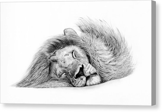 546x379 Sleeping Beauty Drawing By Kern Frost - Sleeping Lion Sketch