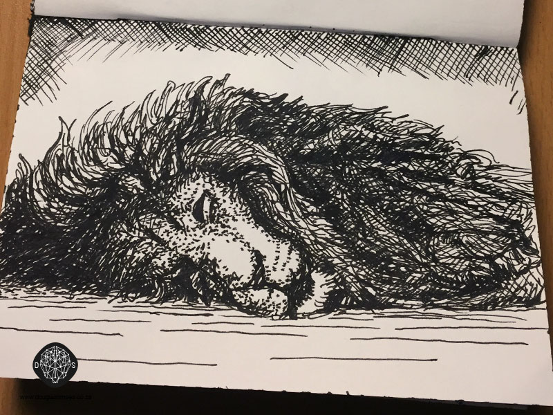 800x600 Sleeping Lion Douglas Simoes - Sleeping Lion Sketch