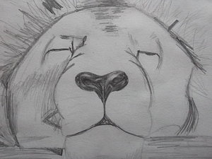 300x225 Sleeping Lion Drawing By Sharon Tuff - Sleeping Lion Sketch