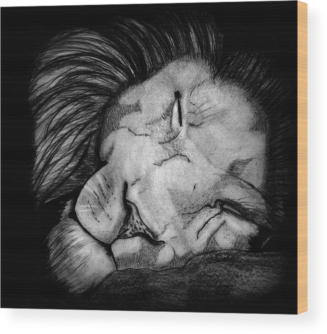 655x670 Sleeping Lion Wood Print By Saki Art - Sleeping Lion Sketch