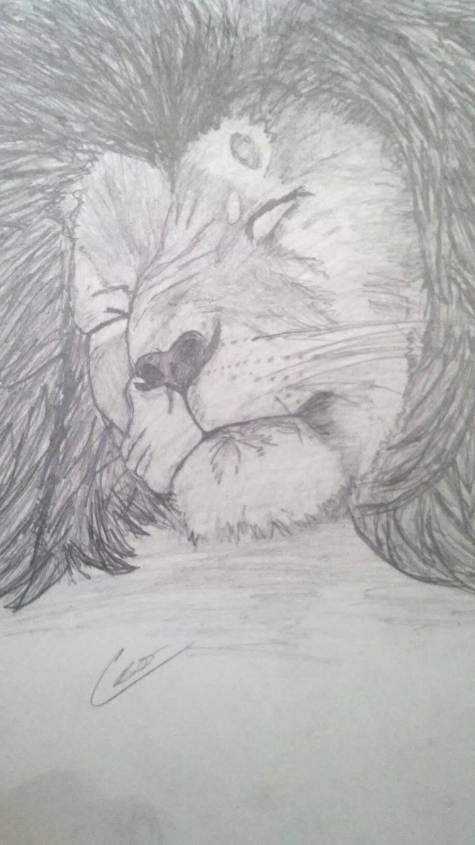 670x1191 Sleeping Lion By Kluethegoat - Sleeping Lion Sketch