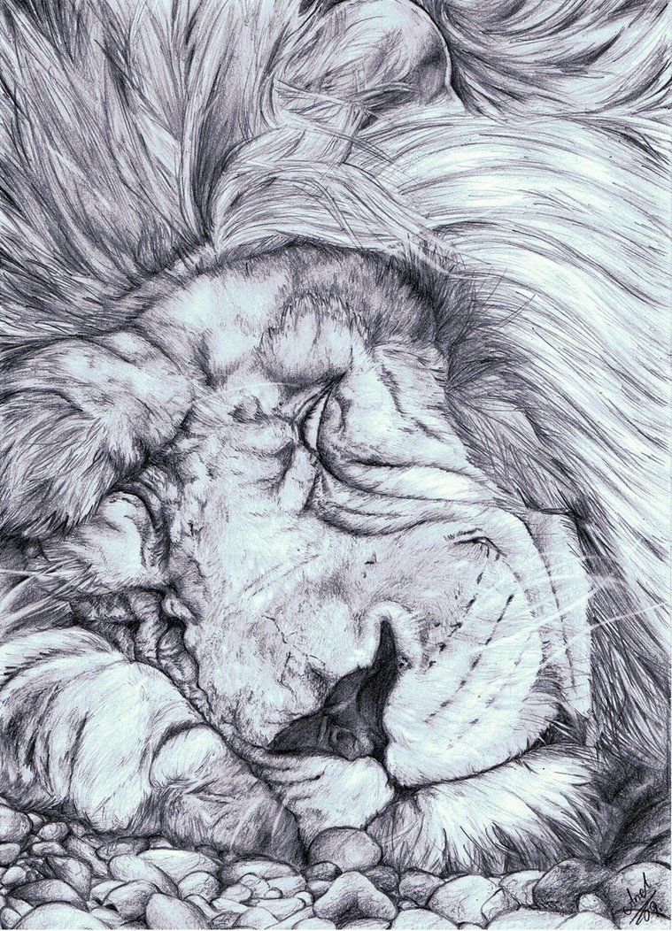759x1052 Sleeping Lion By Wielkiboo Art About Animals - Sleeping Lion Sketch