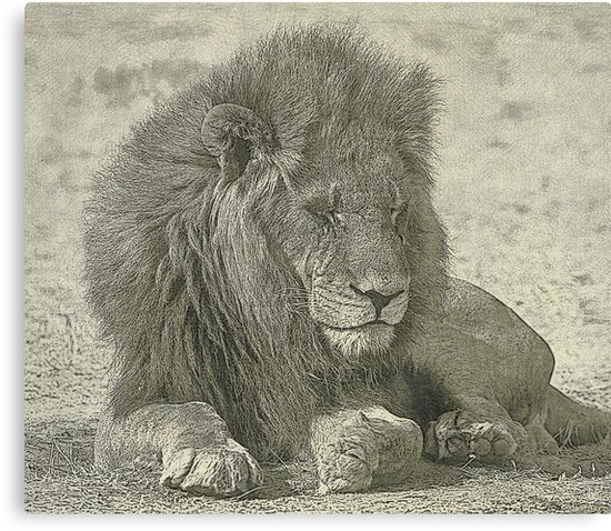 550x478 Sleeping Lion Drawing Canvas Prints By Leksele Redbubble - Sleeping Lion Sketch