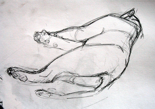 501x354 Lion Sleeping - Sleeping Lion Sketch