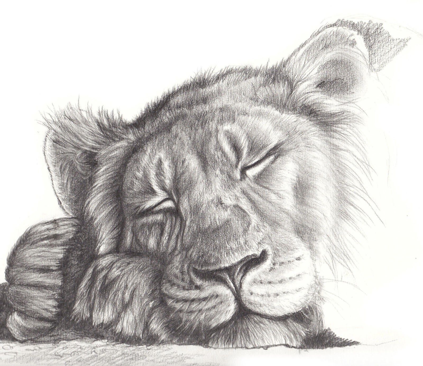 Спящий Лев рисунок