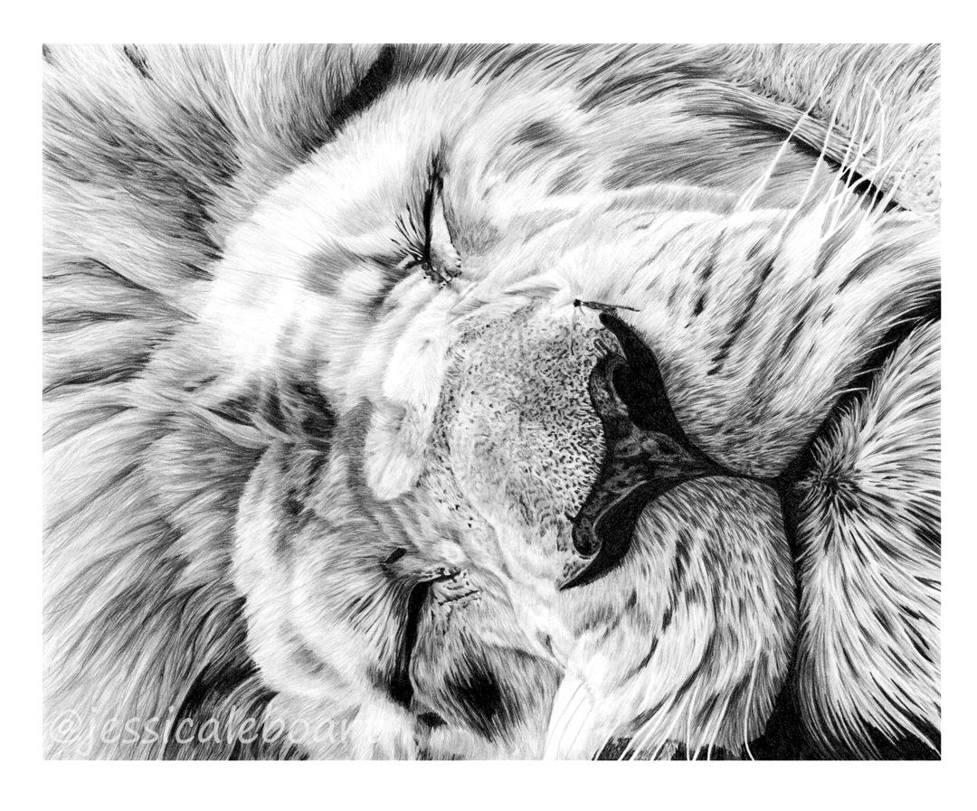 1080x897 Graphite Drawings Graphite Pencil Drawings - Sleeping Lion Sketch