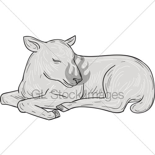 500x500 Lamb Sleeping Drawing Gl Stock Images - Sleeping Sketch