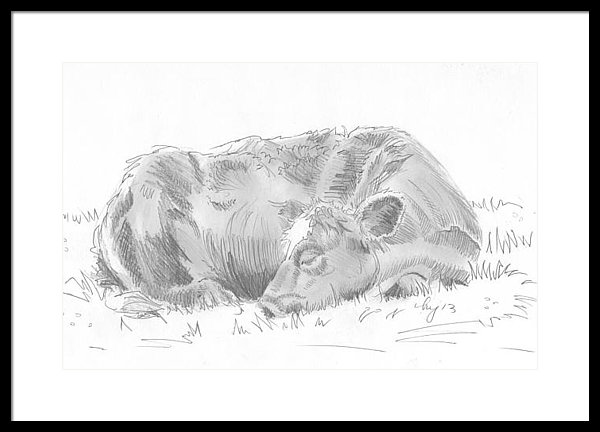 600x432 Cow Sleeping Drawing Framed Print By Mike Jory - Sleeping Sketch
