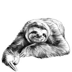 240x240 Search Photos Sloth - Sloth Sketch