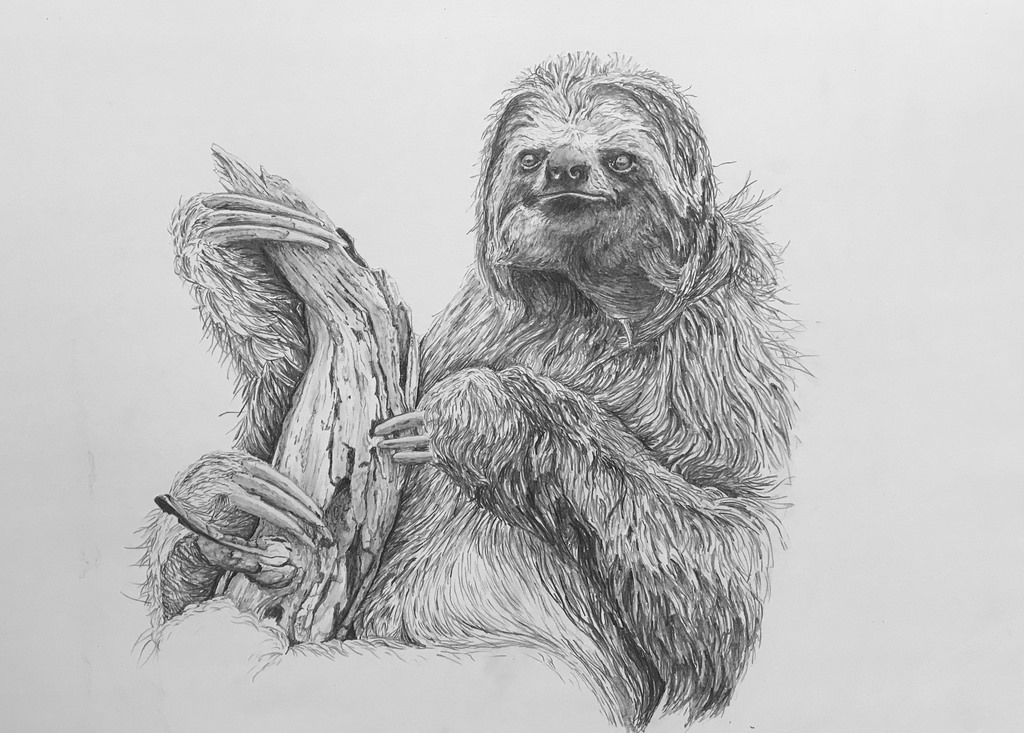 1024x733 Sloth - Sloth Sketch