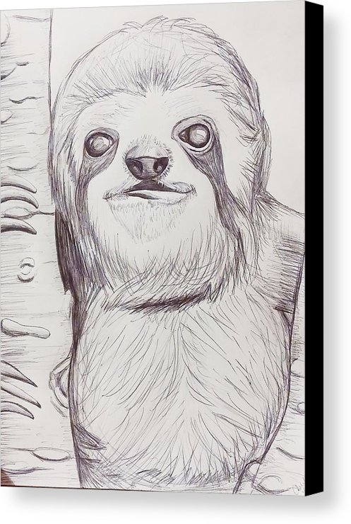 497x740 Sloth Sketch Canvas Print Canvas Art By Ashley Adams - Sloth Sketch