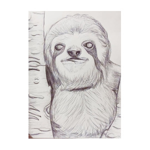 300x300 Sloth Sketch Drawing By Ashley Adams - Sloth Sketch
