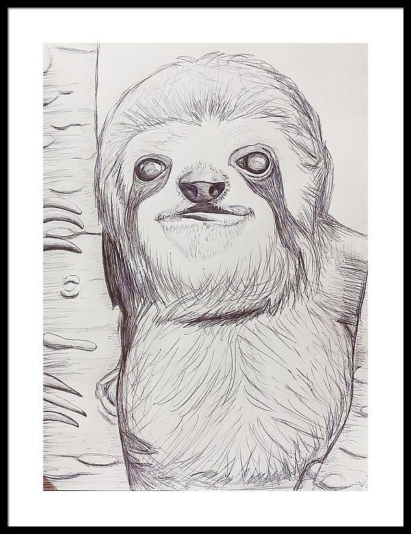 600x780 Sloth Sketch Framed Print By Ashley Adams - Sloth Sketch