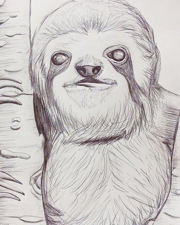 599x749 Sloth Sketch Poster By Ashley Adams - Sloth Sketch