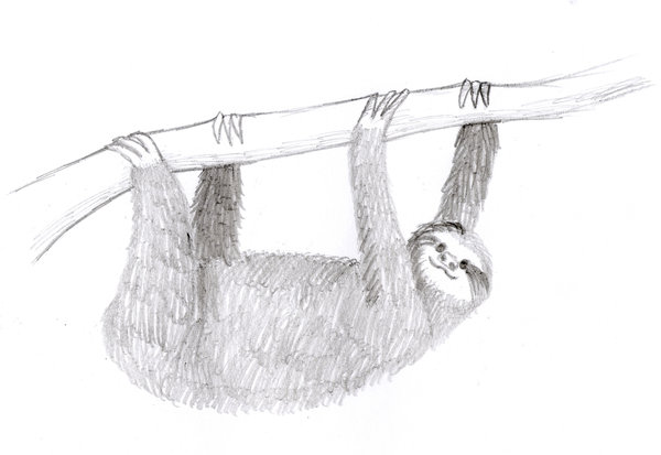 600x413 Sloth Sketch By Waterdrup - Sloth Sketch