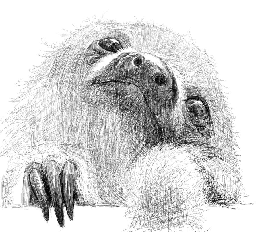 900x813 Sloth Drawing - Sloth Sketch