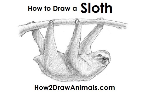 500x315 How To Draw A Sloth - Sloth Sketch