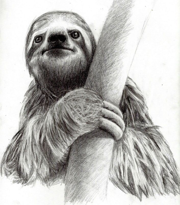 706x800 No One Could Doubt Your Sloth Love With One On Your Neck - Sloth Sketch