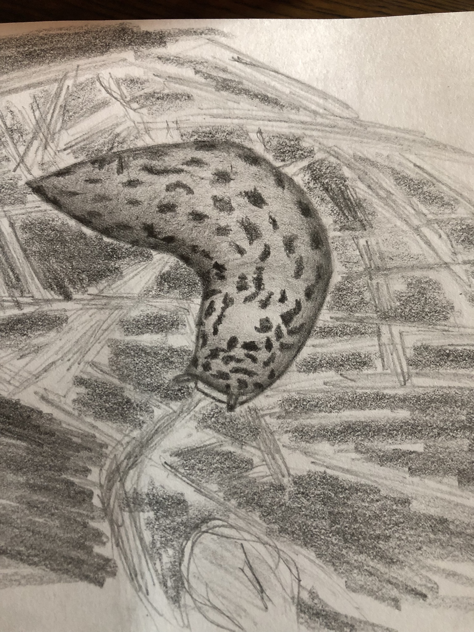 1536x2048 Slug Sketch - Slug Sketch