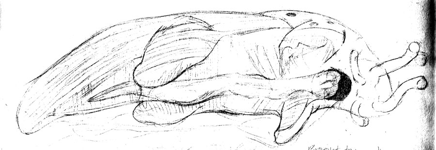 900x310 Slug Tf Sketch By Lazardo - Slug Sketch