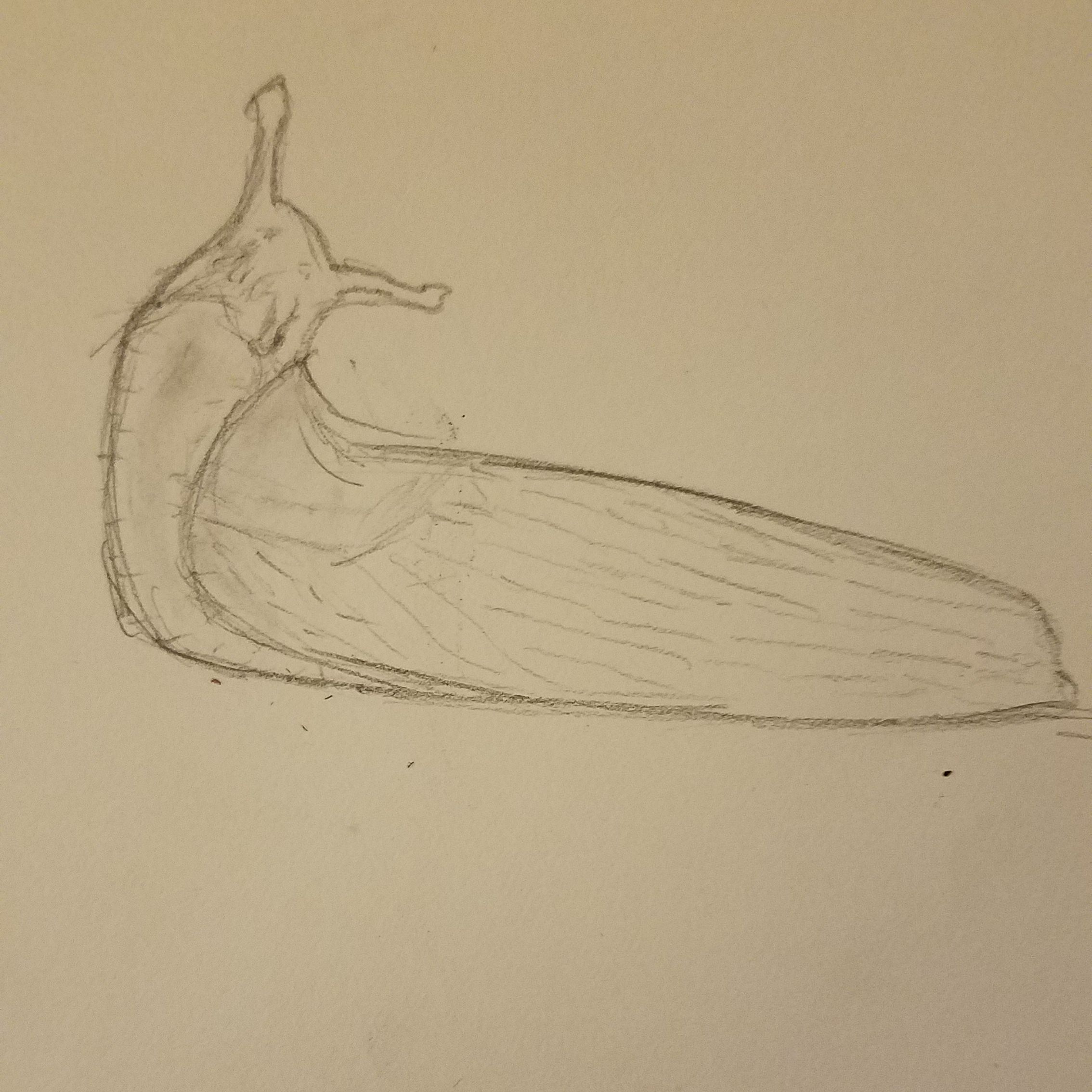 2268x2268 Slug Drawing - Slug Sketch