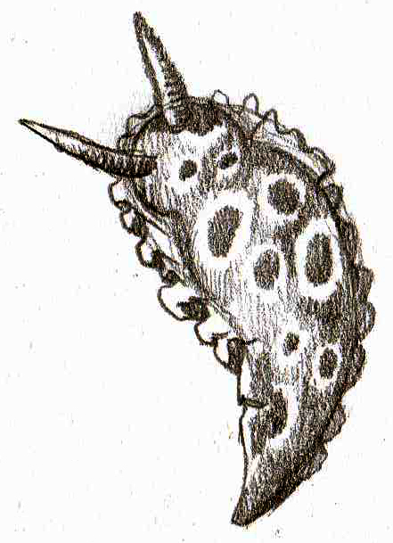 441x609 Slug Sketch E. H. Illustration - Slug Sketch