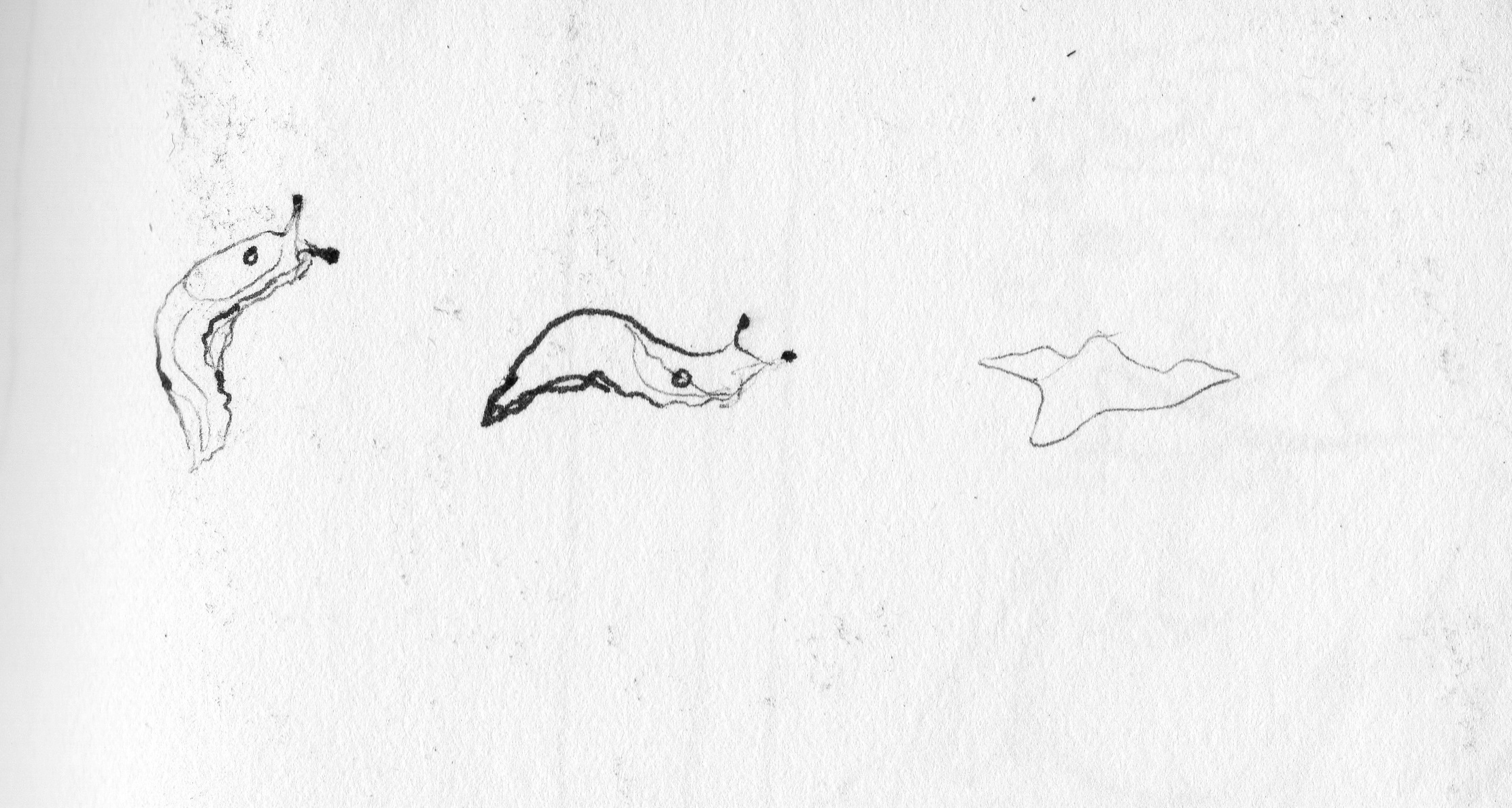 2224x1189 Garden Jessica Gabriel - Slug Sketch