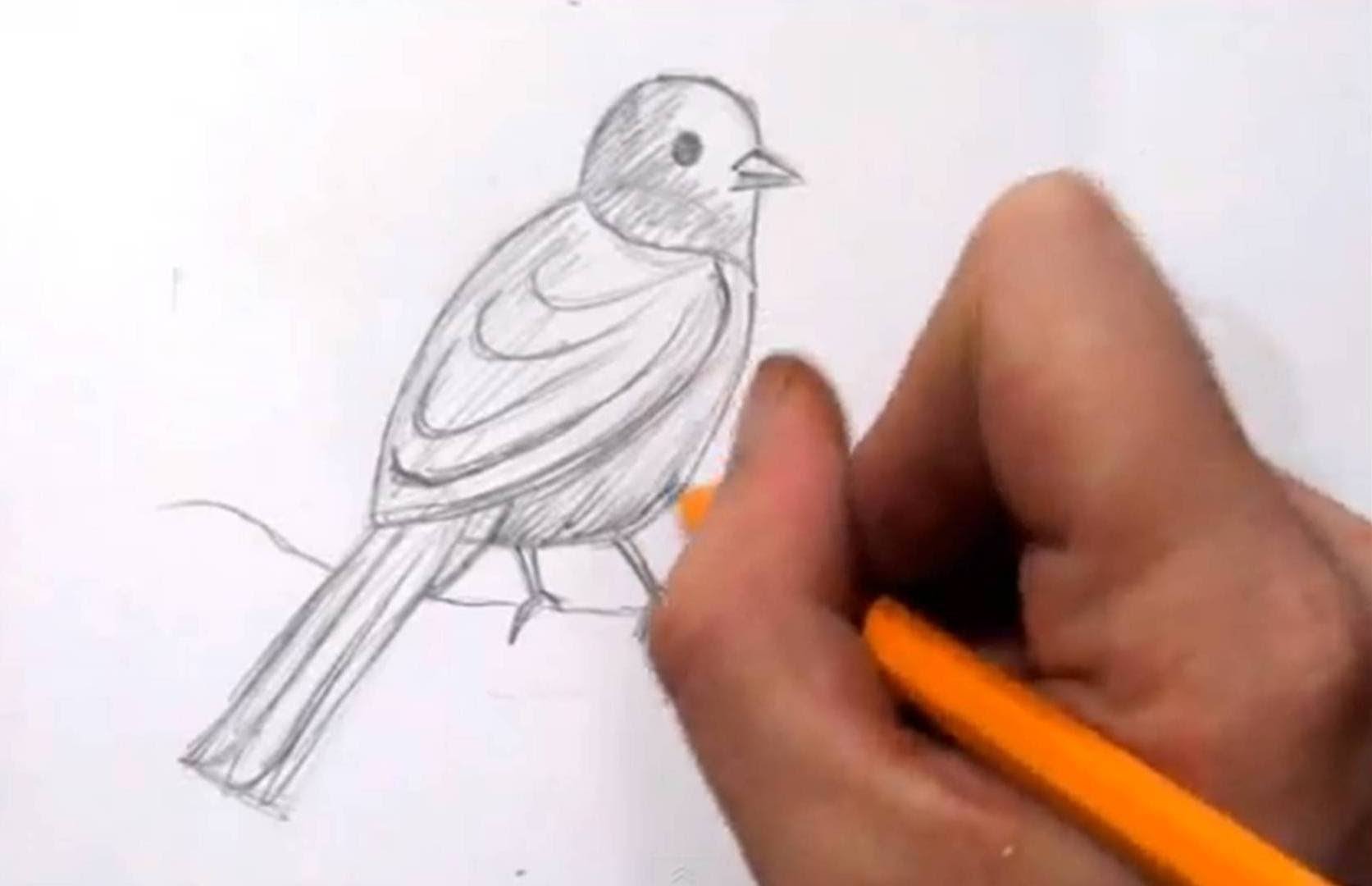 1673x1080 How To Draw A Bird - Small Bird Sketch