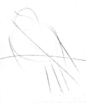 294x350 How To Draw A Great Tit - Small Bird Sketch