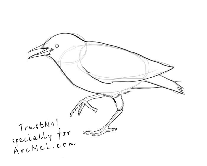 700x560 How To Draw A Starling Step By Step - Small Bird Sketch