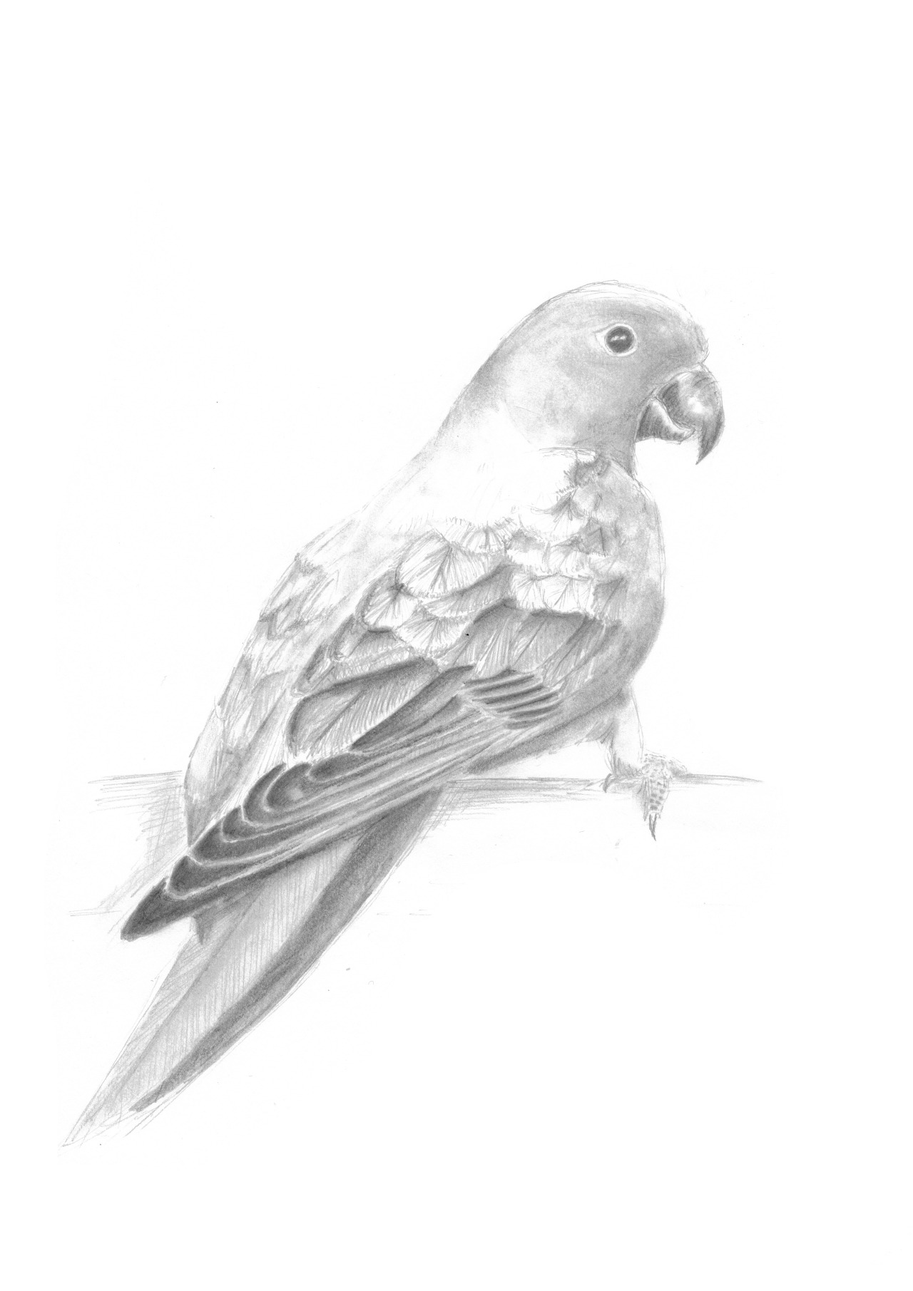 1280x1811 Kc Gillies A Little Bird Sketch ) I Would Love A Sun Conure! - Small Bird Sketch