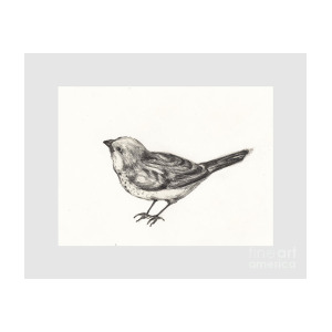 300x300 Little Bird Drawing By Mar Ramos - Small Bird Sketch