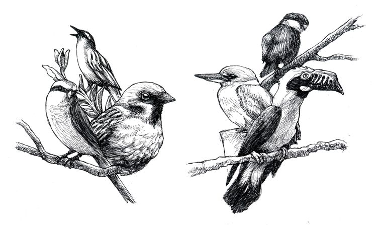744x447 Sketch Of A Group Of Small Birds Artwork Animals - Small Bird Sketch